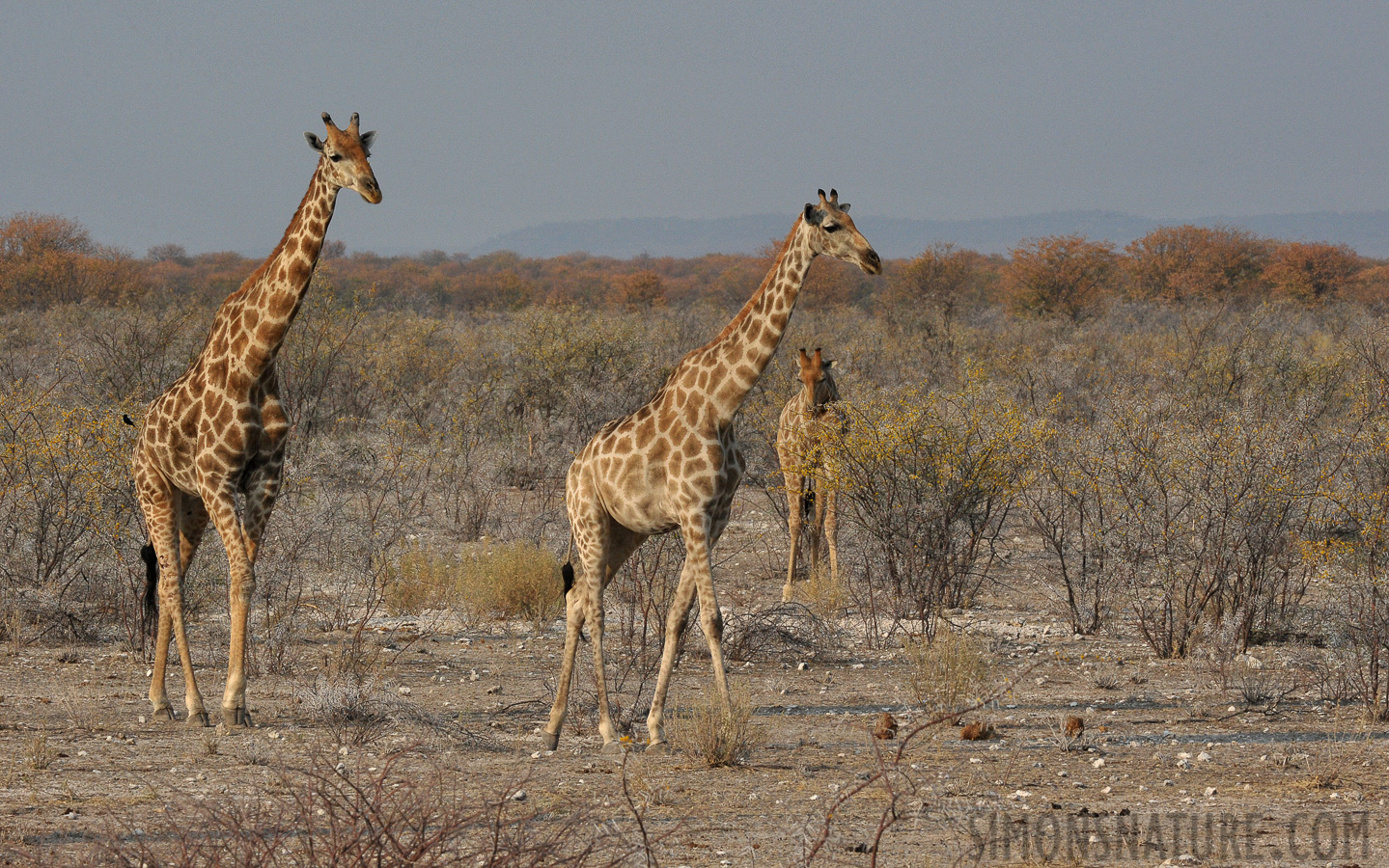 Giraffa giraffa angolensis [290 mm, 1/640 sec at f / 18, ISO 1600]